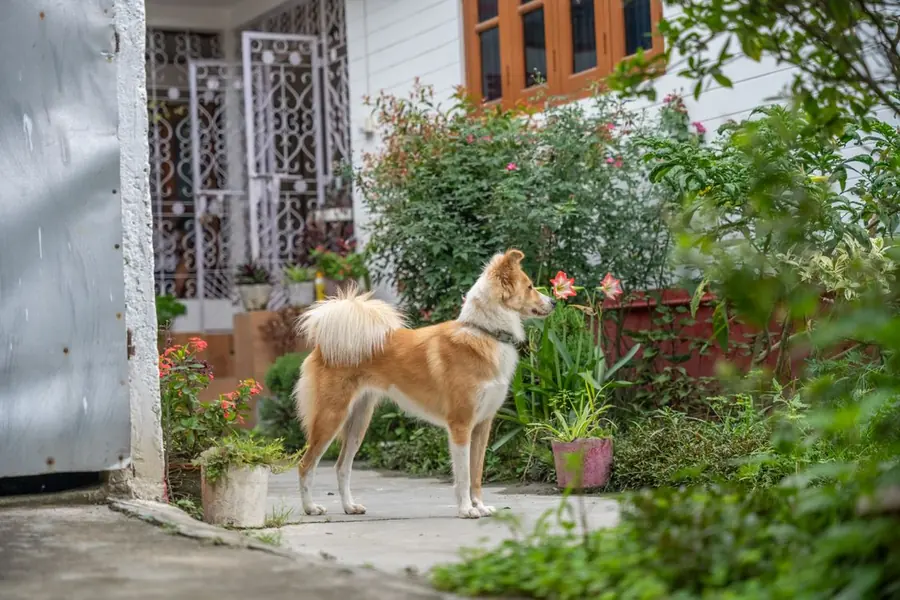 Collie dog standing in a lush garden at a Waco home