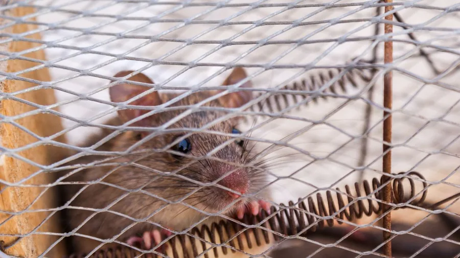 Setting traps during an emergency rodent visit