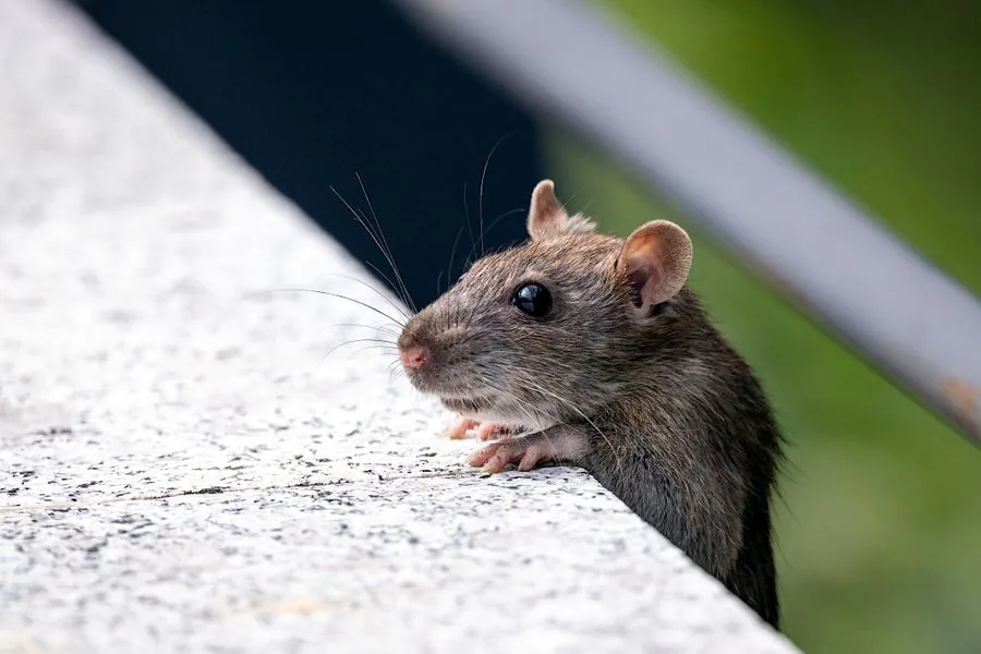 Mouse droppings found in a kitchen drawer during a home inspection
