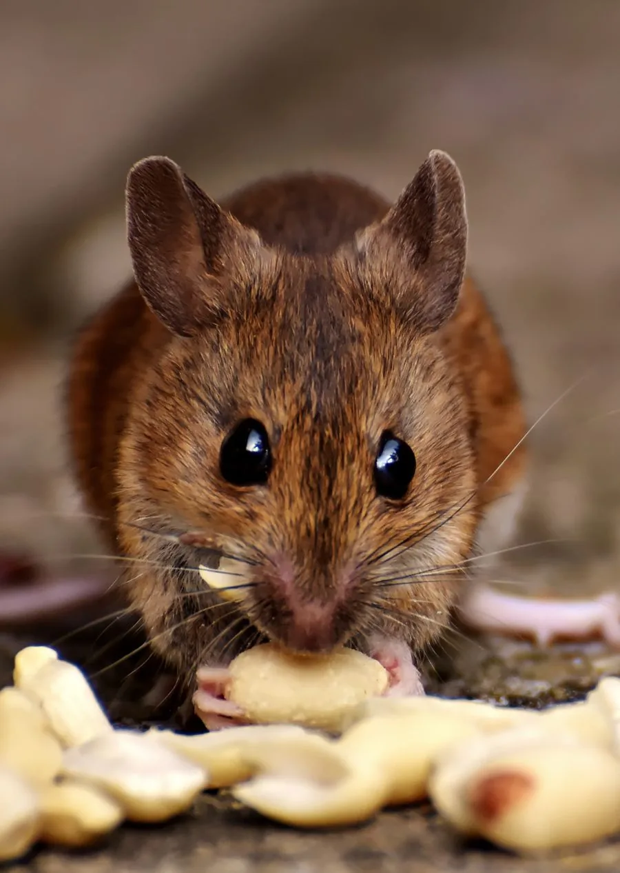 House mouse hiding along a kitchen baseboard in a Waco home