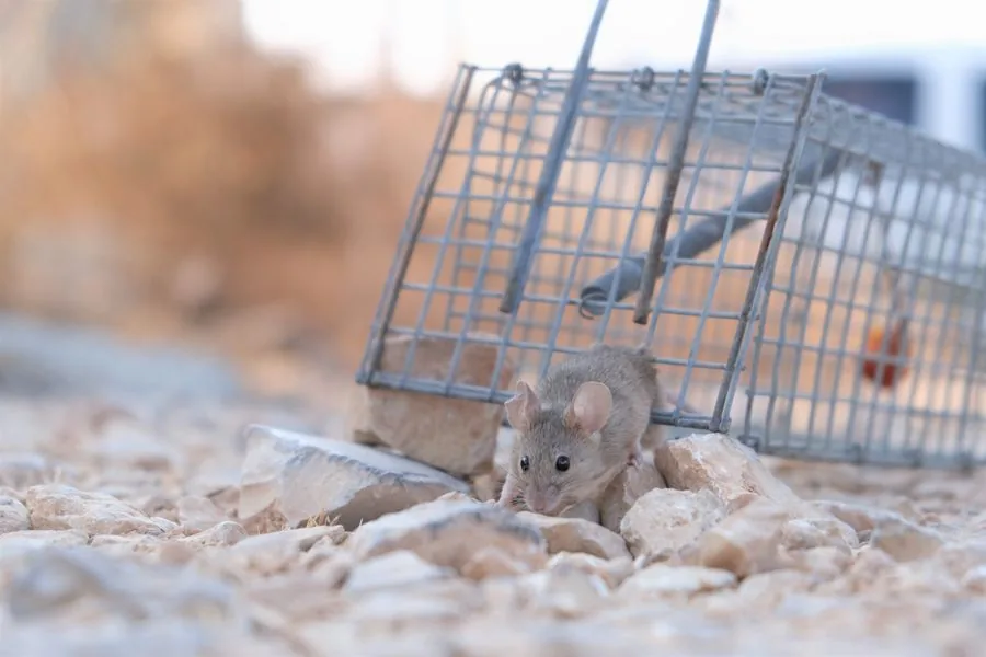 Technician placing a mouse trap along a wall where mice travel