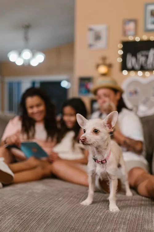 Family relaxing on a sofa with their small dog at home in Waco