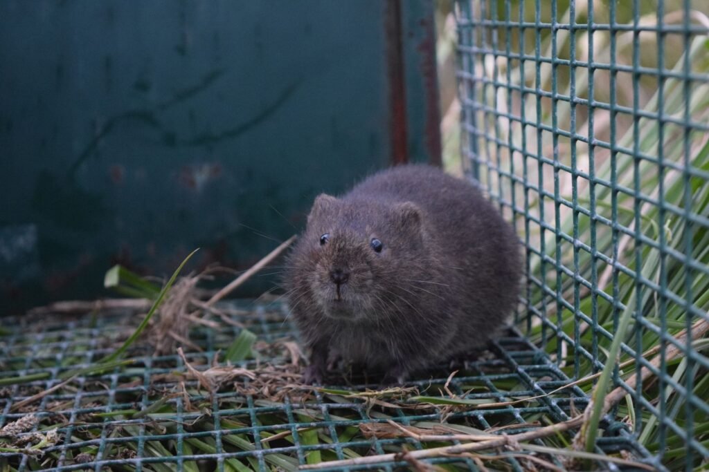 A dark brown rodent sitting inside a green wire-mesh cage trap outdoors, surrounded by grass and straw