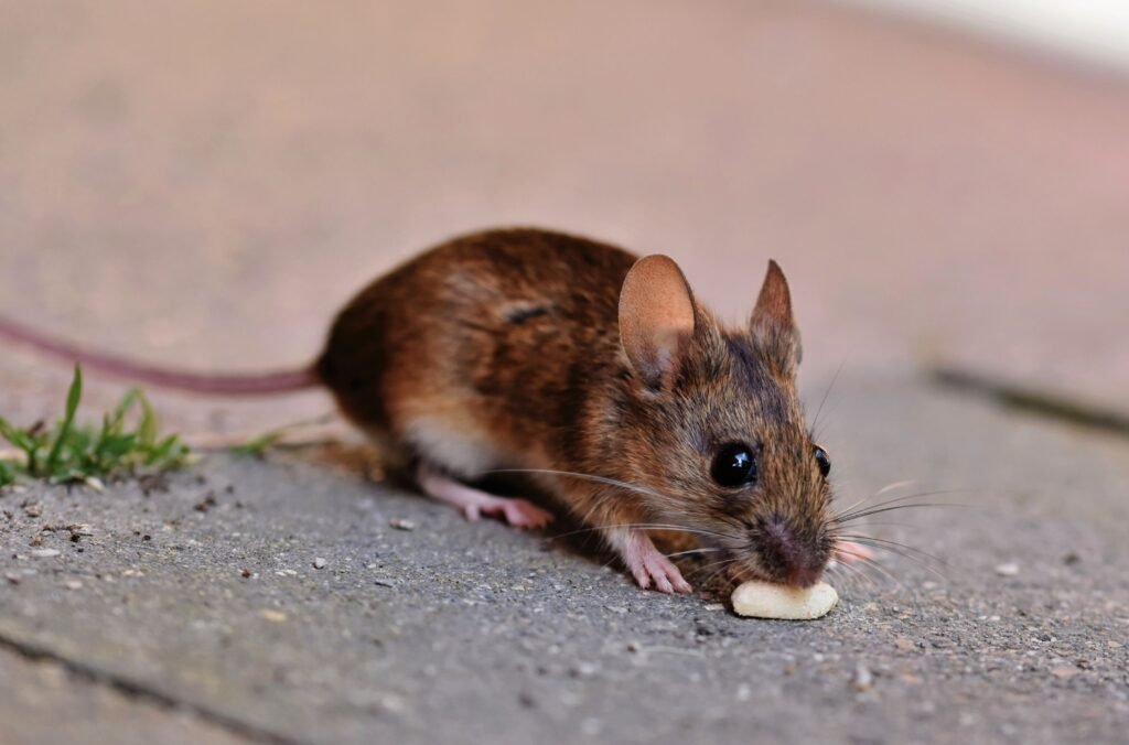 Close-up of a brown house mouse eating on pavement