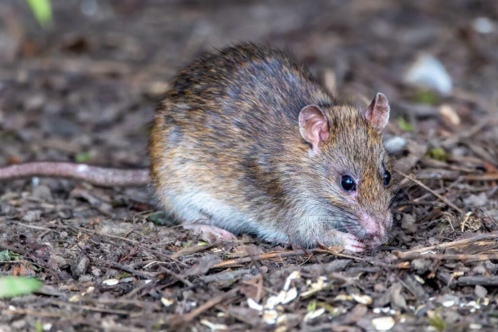 Close-up of a brown rat foraging on the ground outdoors