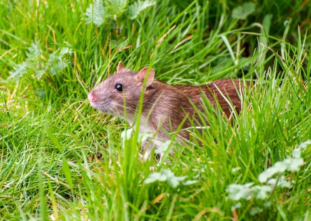 Close-up of a brown rat in tall green grass outdoors