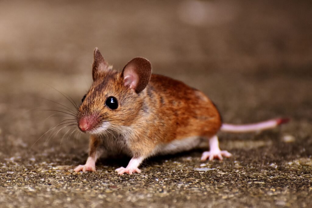 Close-up of a brown house mouse with prominent whiskers on the ground outdoors