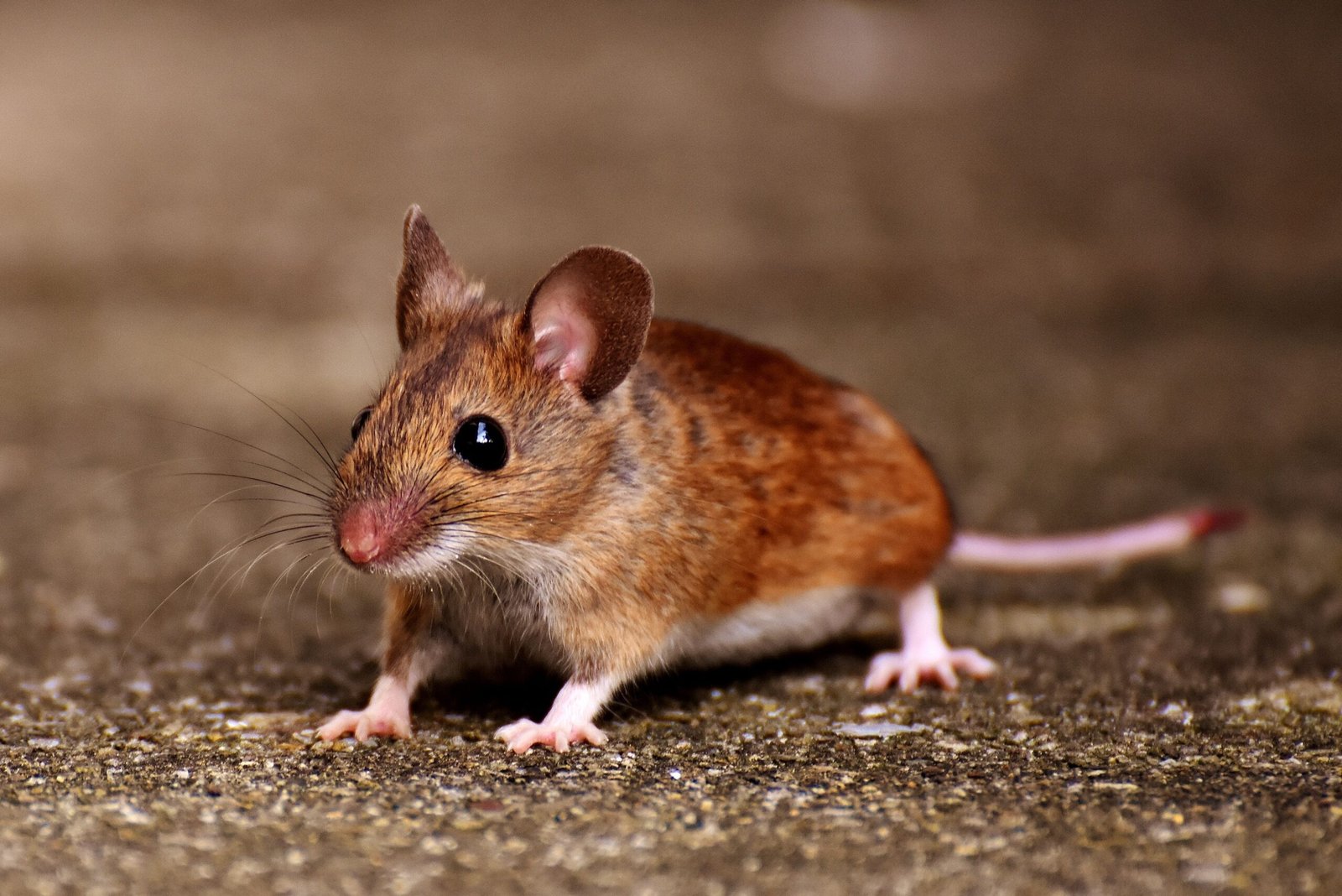 Close-up of a brown house mouse with prominent whiskers on the ground outdoors