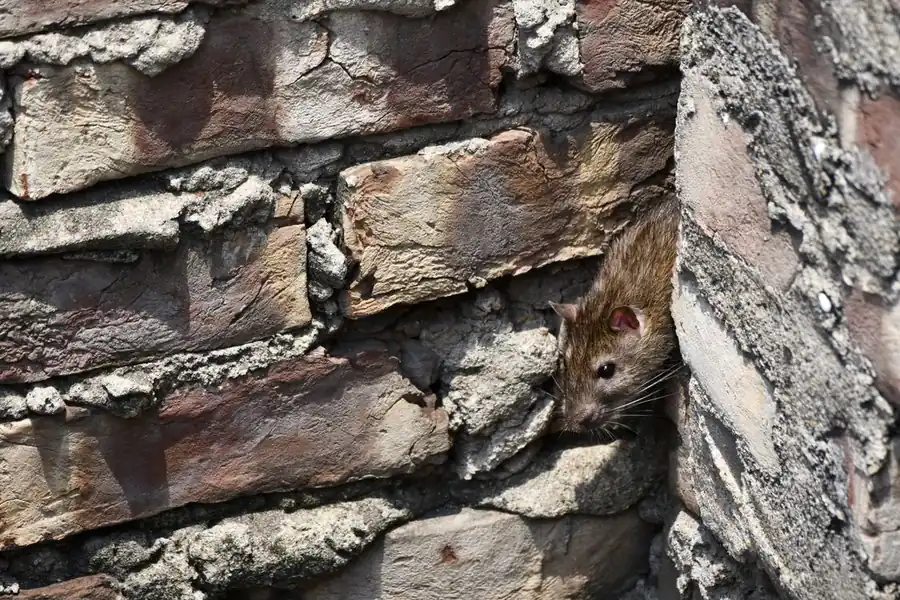 Rat moving along the roofline of a Waco home