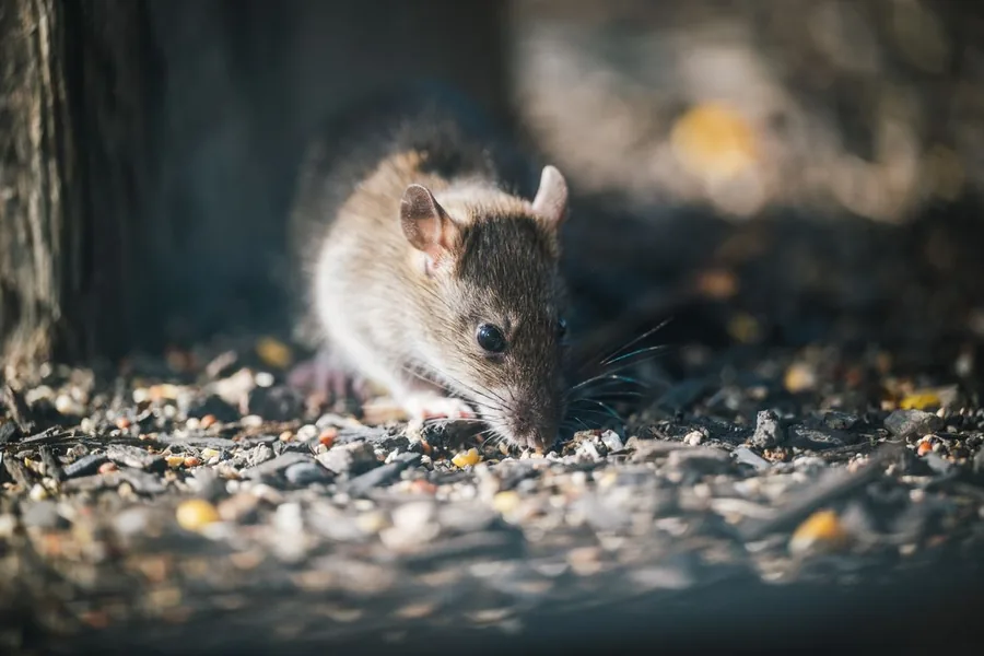 Rat near a foundation burrow outside a home